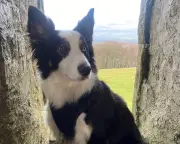 Daisy the border collie: from failed sheepdog to yoga and modelling star