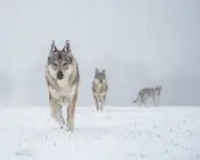 Denmark issues wolf encounter advice for tourists as population grows