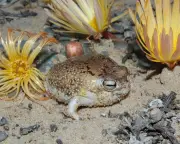 Desert rain frog and deep-sea snails at risk of extinction, IUCN red list reveals
