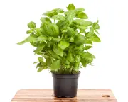 Divide supermarket basil to save it from dying: houseplant hack