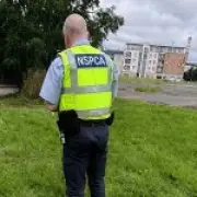 Dog found burned with pole through body on Ballymun estate, NSPCA says