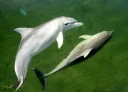 Dolphin deaths spike in South Australia after algal bloom disrupts food chain