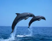 Dolphins increasingly rely on trawlers for food in overfished Adriatic, study finds