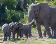 Elephant deaths in Kenya park likely caused by cyanide poisoning from farms