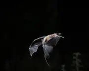 Endangered Australian bat population drops 16% mysteriously