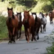 Equine flu kills 35 ponies in New Forest, first outbreak in decades