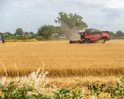 Europe heatwave destroys €2bn crops, raising food price fears