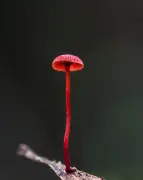 Exploring the fungal wonders of Tasmania's Tarkine rainforest