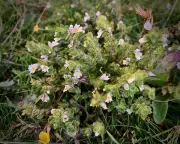 Eyebright: Sunny Healer and Tiny Parasitic Thief in Shropshire