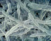 Fifth person dies in New York City legionnaires' disease outbreak