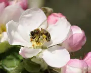 Food supplements could help bees cope with climate crisis, research suggests