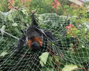 Fruit nets and fishing lines kill thousands of Australian wildlife annually
