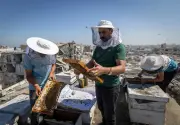 Gaza beekeeper rebuilds hives on damaged rooftop after war destroys 400 colonies