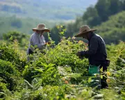 Georgia's Soviet-era tea plantations revive for luxury market