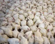 Global livestock boom since 2006 threatens wildlife and climate, report warns