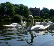 Global photos: swans in UK, Trump on Air Force One, Iran mourning