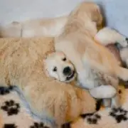 Golden retriever goes viral for 'mooing' instead of barking, loves cows