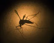 Google's plan to release 32M sterile mosquitoes: lessons from Australian trial