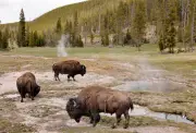 Grandfather Tossed by Bison at Yellowstone Identified