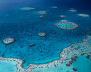 Great Barrier Reef microbiome mapped, 500 new bacterial species found