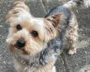 Guardian crossword editor pays tribute to beloved dog Eddie in June puzzle