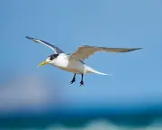 H5 Bird Flu Suspected in New Cases in South Australia Outbreak
