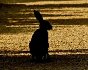 Hares thrive in North Yorkshire after remarkable breeding season