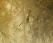 Hatchery-raised juvenile lobsters released in Cornwall boost wild populations