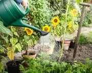 Hosepipe Bans in Southern England: How to Water Your Garden and Drought Risks