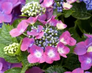 Hotter summers may force RHS to move hydrangeas to north of England
