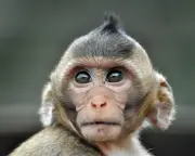How Animals Perceive Time Differently: New Research on Timescapes