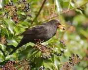 How birds cope in UK heatwave: seeking shade, bathing, and adapting feeding habits