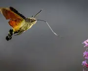 Hummingbird hawk-moths boom in UK gardens amid hot weather and strong winds