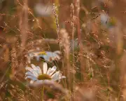 Immersed in the rich, chromatic aura of a summer meadow in Derbyshire