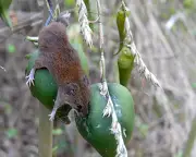 India's bamboo flowering triggers rodent boom and crop crisis in Mizoram