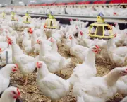 Industrial chicken farming accelerates spread of diarrhoea bacteria, study finds