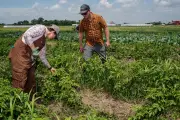 Iowa small farmers say Trump is turning his back on them as USDA cuts funding