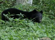 Japan officials hunt bear that raided couple's fridge amid string of 14 break-ins