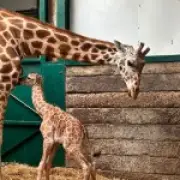 Kent zoo's first giraffe born in eight years named after Jude Bellingham