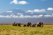 Kenya probes mysterious deaths of 15 elephants in Amboseli park