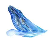 Kids' Quiz: Can Lost Whales Find Their Way Home? Test Your Knowledge