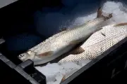 Lake whitefish could vanish from Great Lakes in 5 years due to invasive mussels