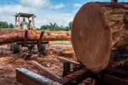 Legal logging and soaring saplings: green islands buck deforestation trend in Guatemala