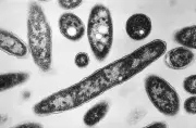 Legionnaires' Outbreak Hits Manhattan as Climate Change Raises Threat