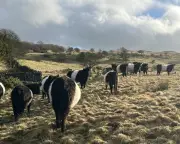 Letters: Farming's downsides, US independence, Buckingham Palace, Harry Kane