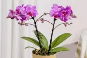 Long-Lasting House Plants From Bunches Make Thoughtful Gifts