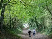 Magical 'tree tunnel' walk near London you have to see to believe