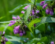 Make your own plant feed from comfrey or nettles for a nutrient boost