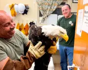 Missing bald eagle Jackie believed found alive but injured in California