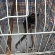 Monkey found dumped in cage on London bus, RSPCA investigates